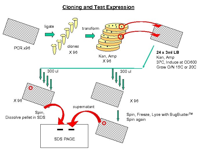 Cloning and Test Expression ligate transform clones X 96 PCR x 96 300 ul