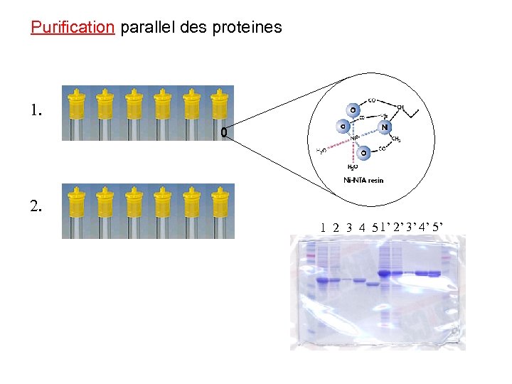 Purification parallel des proteines 1. 2. 1 2 3 4 5 1’ 2’ 3’