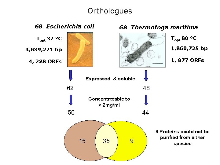 Orthologues 68 Escherichia coli 68 Thermotoga maritima Topt 80 °C Topt 37 °C 1,