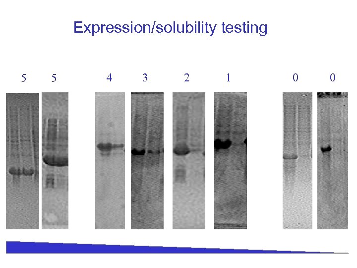 Expression/solubility testing 5 5 4 3 2 1 0 0 