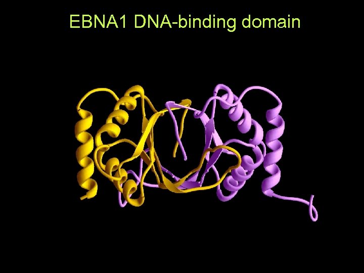 EBNA 1 DNA-binding domain (No sequence homologue in database) 