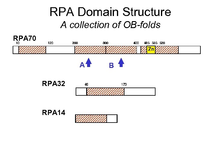 RPA Domain Structure A collection of OB-folds RPA 70 A RPA 32 RPA 14