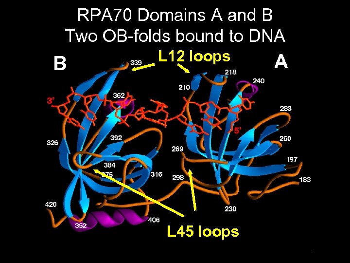 RPA 70 Domains A and B Two OB-folds bound to DNA B L 12