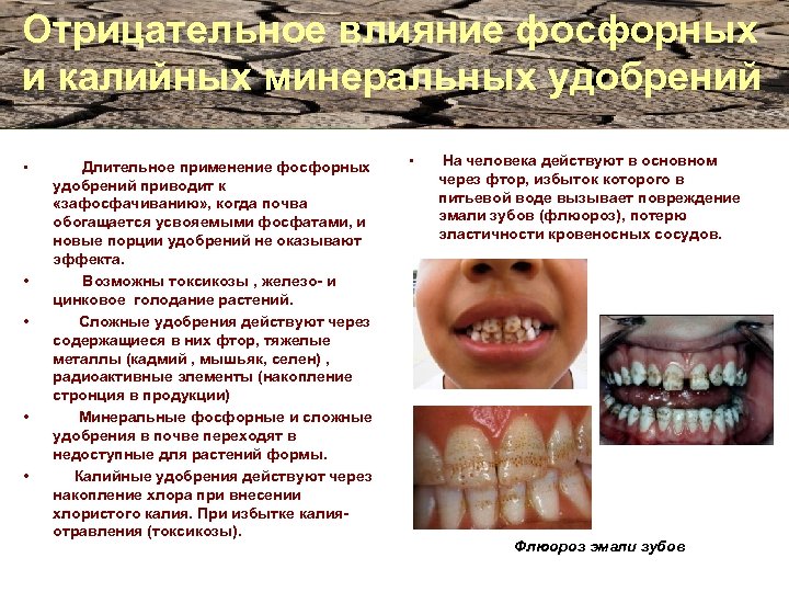 Отрицательное влияние фосфорных и калийных минеральных удобрений • • • Длительное применение фосфорных удобрений