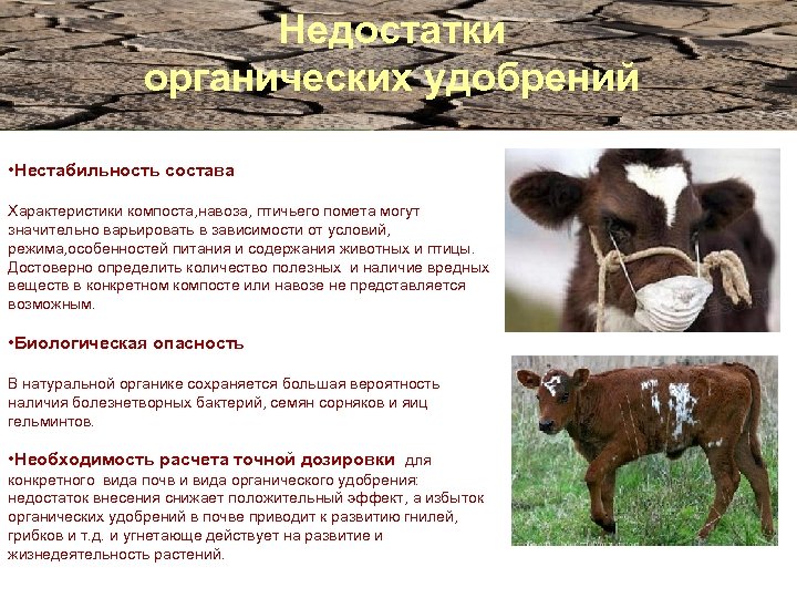 Недостатки органических удобрений • Нестабильность состава Характеристики компоста, навоза, птичьего помета могут значительно варьировать