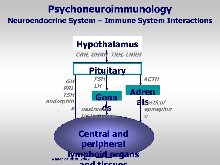 Psychoneuroimmunology Neuroendocrine System – Immune System Interactions Hypothalamus CRH, GHRH TRH, LHRH Pituitary GH