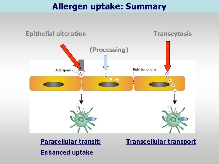 Allergen uptake: Summary Epithelial alteration Transcytosis (Processing) Paracellular transit: Enhanced uptake Transcellular transport 