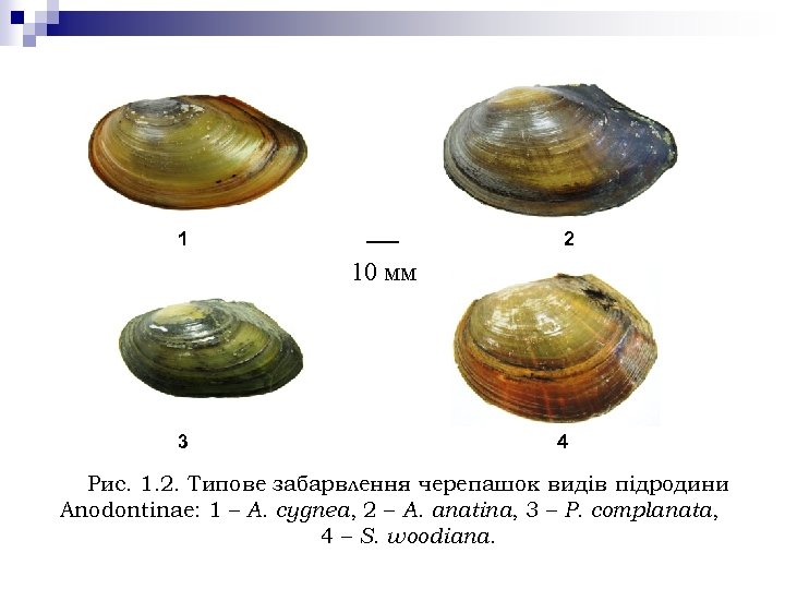 1 2 10 мм 3 4 Рис. 1. 2. Типове забарвлення черепашок видів підродини