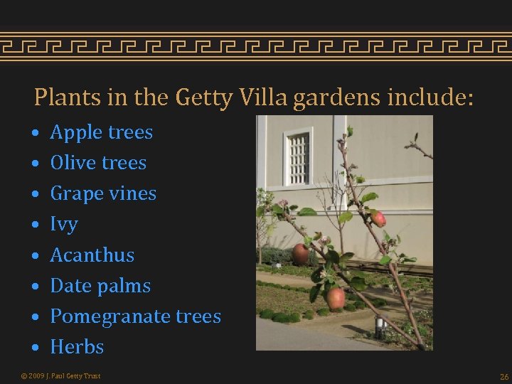 Plants in the Getty Villa gardens include: • • Apple trees Olive trees Grape