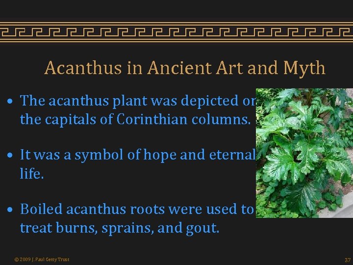 Acanthus in Ancient Art and Myth • The acanthus plant was depicted on the