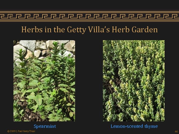 Herbs in the Getty Villa’s Herb Garden Spearmint © 2009 J. Paul Getty Trust