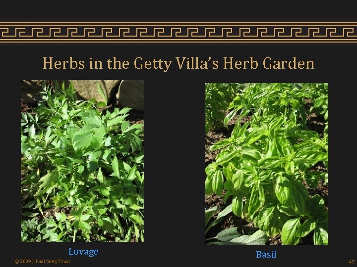 Herbs in the Getty Villa’s Herb Garden Lovage © 2009 J. Paul Getty Trust