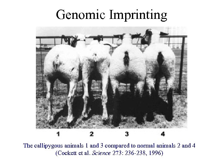 Genomic Imprinting The callipygous animals 1 and 3 compared to normal animals 2 and