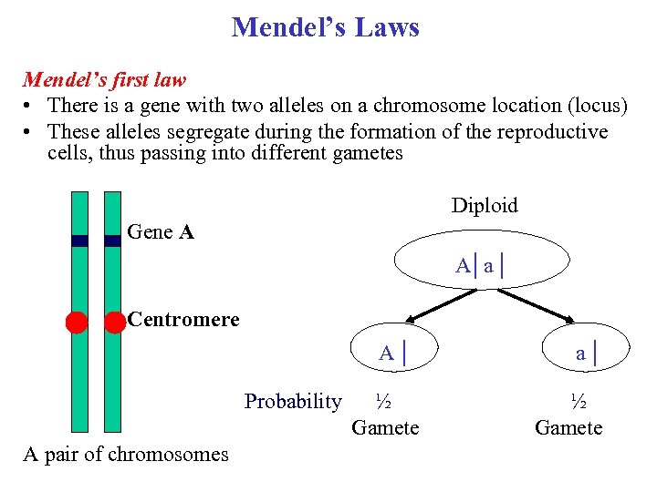 Mendel’s Laws Mendel’s first law • There is a gene with two alleles on