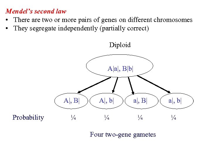 Mendel’s second law • There are two or more pairs of genes on different