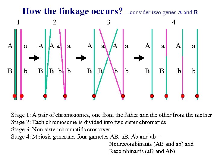 How the linkage occurs? – consider two genes A and B 1 2 3