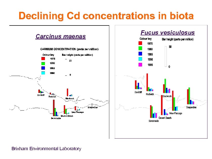Declining Cd concentrations in biota Carcinus maenas Brixham Environmental Laboratory Fucus vesiculosus 