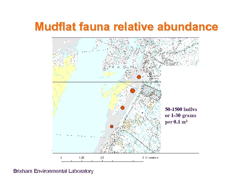 Mudflat fauna relative abundance 50 -1500 indivs or 1 -30 grams per 0. 1