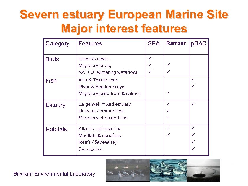 Severn estuary European Marine Site Major interest features Category Features SPA Ramsar Birds Bewicks