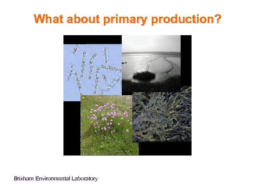 What about primary production? Brixham Environmental Laboratory 