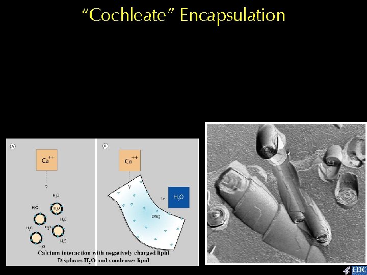 “Cochleate” Encapsulation 