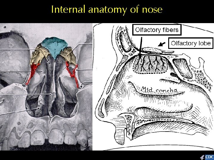 Internal anatomy of nose 