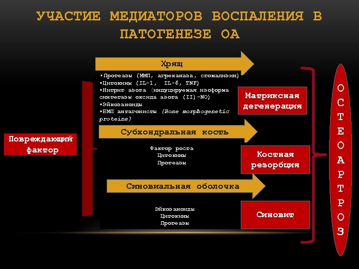УЧАСТИЕ МЕДИАТОРОВ ВОСПАЛЕНИЯ В ПАТОГЕНЕЗЕ ОА Хрящ • Протеазы (ММП, агреканаза, стомализин) • Цитокины