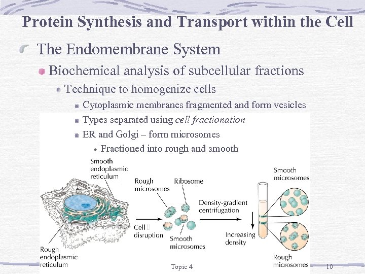 Protein Synthesis and Transport within the Cell The Endomembrane System Biochemical analysis of subcellular