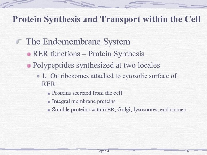 Protein Synthesis and Transport within the Cell The Endomembrane System RER functions – Protein