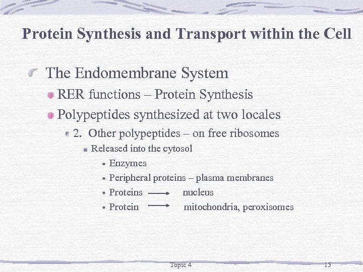 Protein Synthesis and Transport within the Cell The Endomembrane System RER functions – Protein