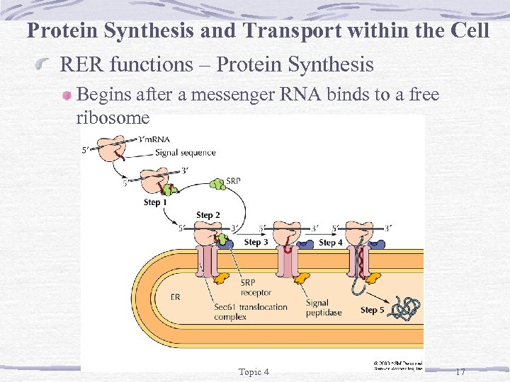 Protein Synthesis and Transport within the Cell RER functions – Protein Synthesis Begins after