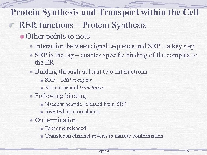 Protein Synthesis and Transport within the Cell RER functions – Protein Synthesis Other points