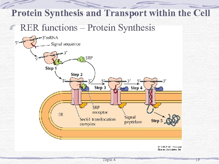 Protein Synthesis and Transport within the Cell RER functions – Protein Synthesis Topic 4