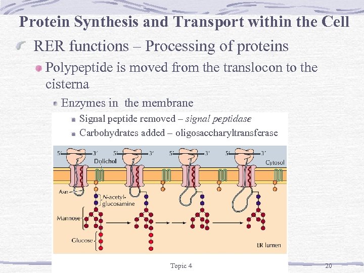 Protein Synthesis and Transport within the Cell RER functions – Processing of proteins Polypeptide