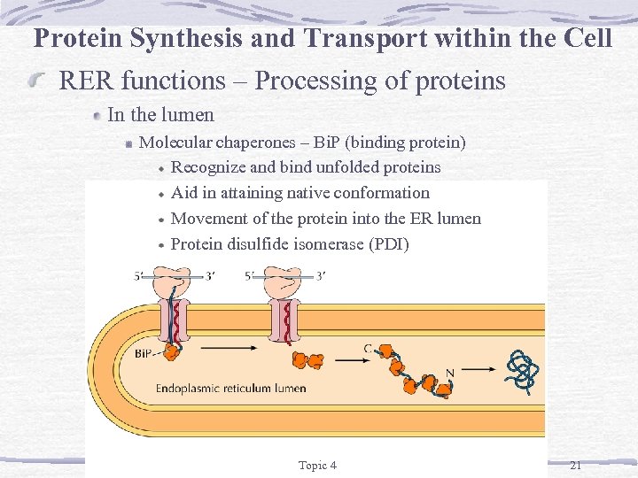 Protein Synthesis and Transport within the Cell RER functions – Processing of proteins In