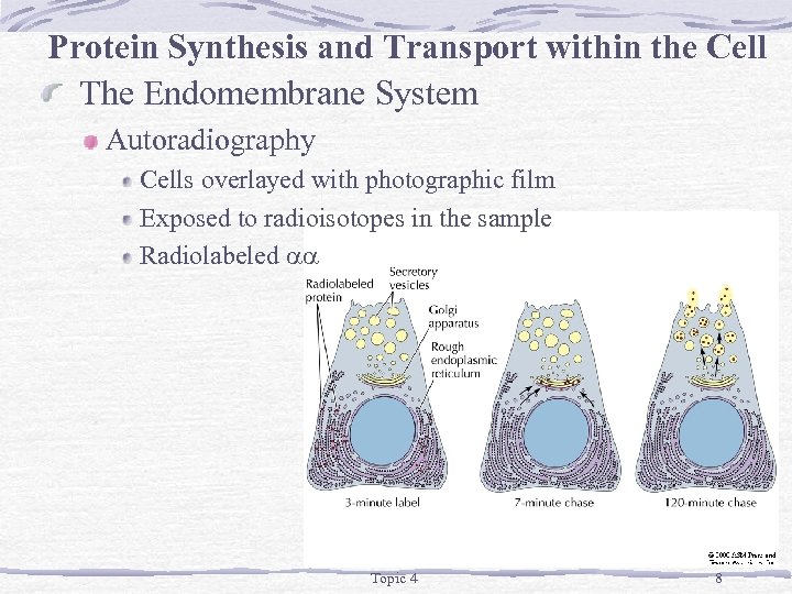 Protein Synthesis and Transport within the Cell The Endomembrane System Autoradiography Cells overlayed with