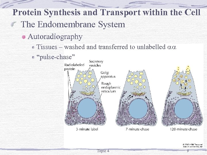 Protein Synthesis and Transport within the Cell The Endomembrane System Autoradiography Tissues – washed