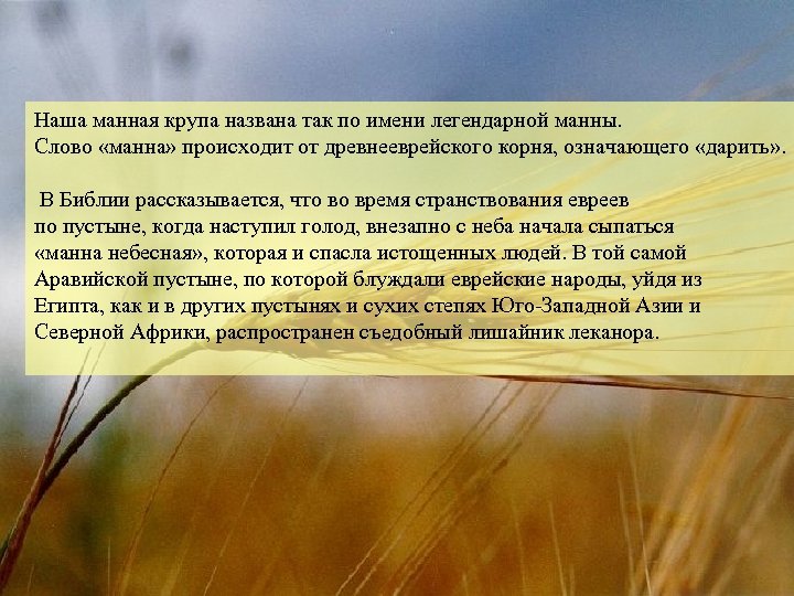Наша манная крупа названа так по имени легендарной манны. Слово «манна» происходит от древнееврейского