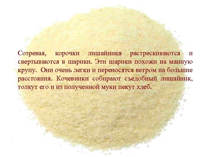 Созревая, корочки лишайника растрескиваются и свертываются в шарики. Эти шарики похожи на манную крупу.