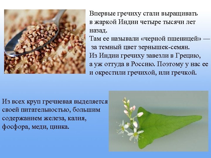 Впервые гречиху стали выращивать в жаркой Индии четыре тысячи лет назад. Там ее называли