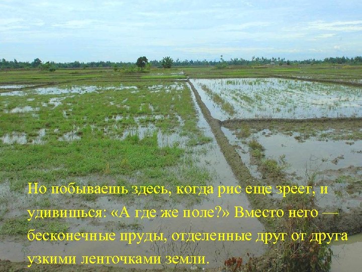Но побываешь здесь, когда рис еще зреет, и удивишься: «А где же поле? »