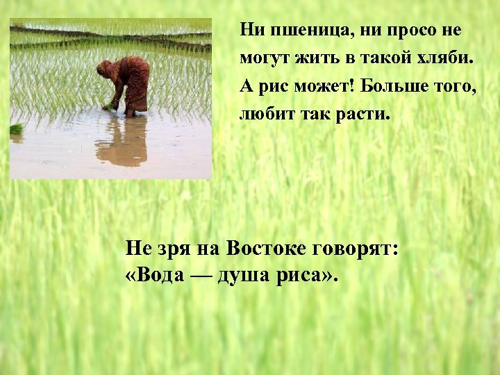 Ни пшеница, ни просо не могут жить в такой хляби. А рис может! Больше