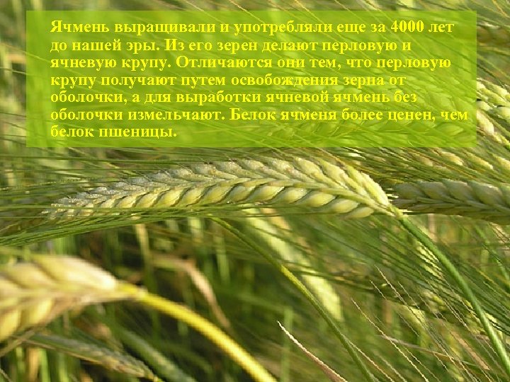 Ячмень выращивали и употребляли еще за 4000 лет до нашей эры. Из его зерен