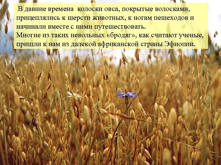 В давние времена колоски овса, покрытые волосками, прицеплялись к шерсти животных, к ногам пешеходов