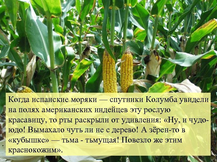 Когда испанские моряки — спутники Колумба увидели на полях американских индейцев эту рослую красавицу,
