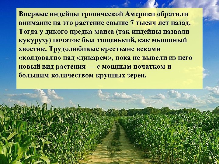 Впервые индейцы тропической Америки обратили внимание на это растение свыше 7 тысяч лет назад.
