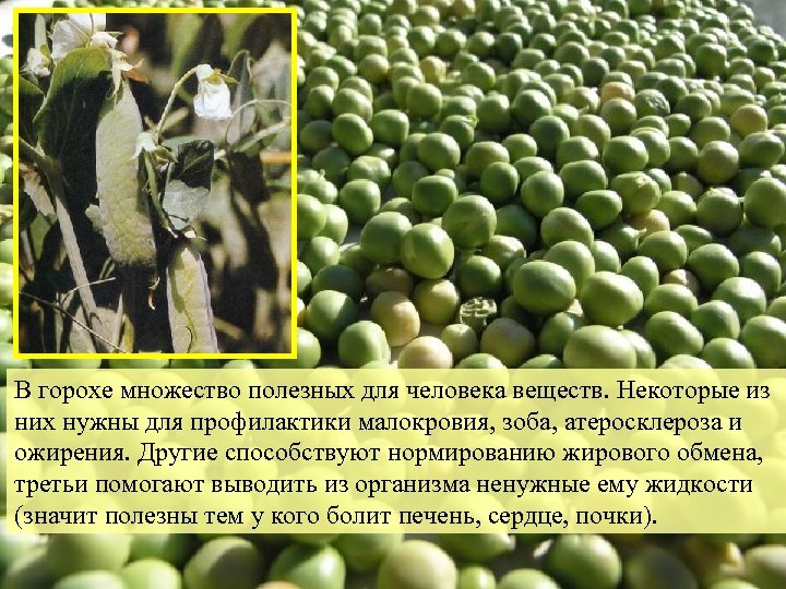 В горохе множество полезных для человека веществ. Некоторые из них нужны для профилактики малокровия,