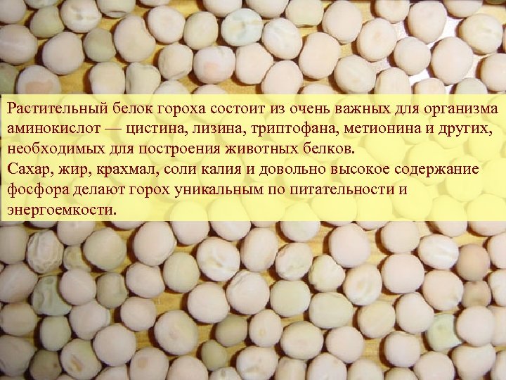 Растительный белок гороха состоит из очень важных для организма аминокислот — цистина, лизина, триптофана,