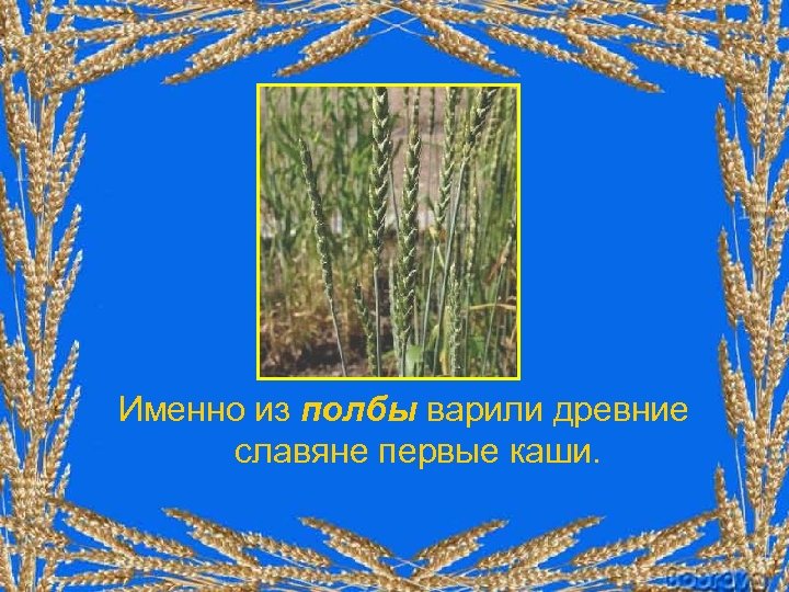 Именно из полбы варили древние славяне первые каши. 