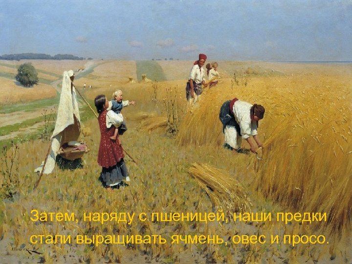 Затем, наряду с пшеницей, наши предки стали выращивать ячмень, овес и просо. 